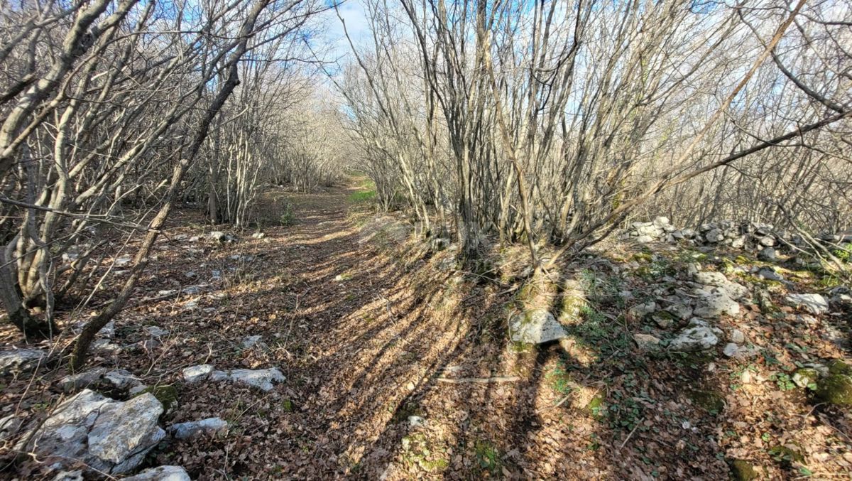 ISOLA DI KRK, KRK - Terreno pianeggiante ricco di bosco con accesso, ideale per OPG, 3000 m dal mare!