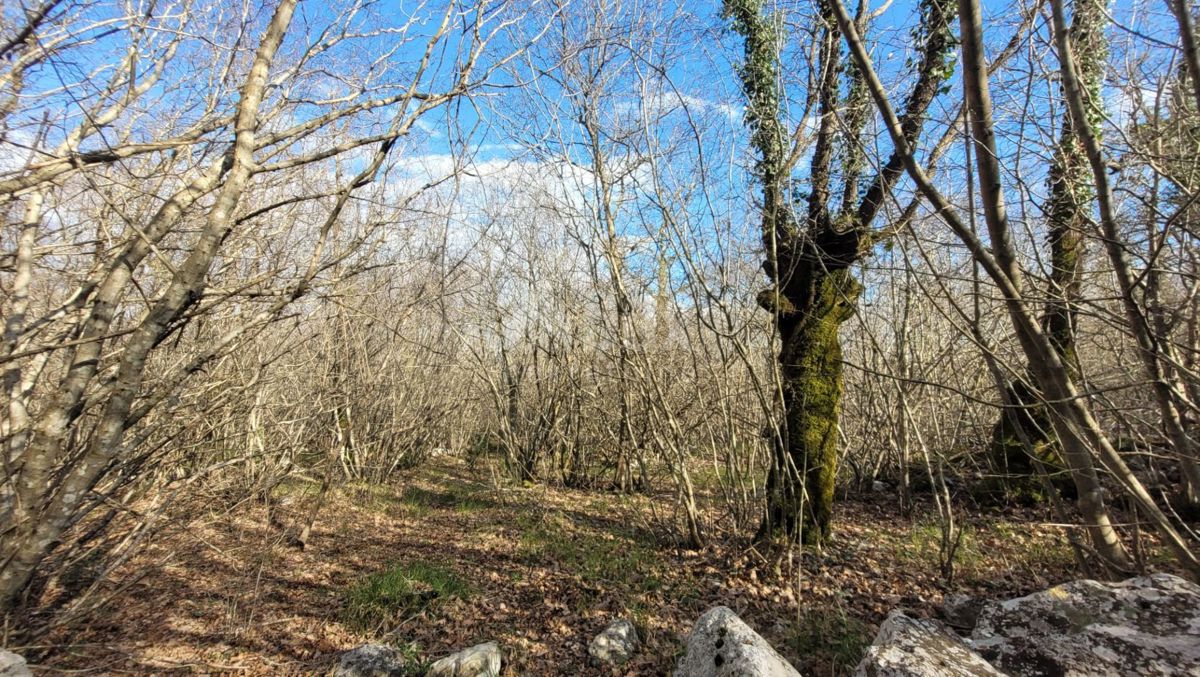 ISOLA DI KRK, KRK - Terreno pianeggiante ricco di bosco con accesso, ideale per OPG, 3000 m dal mare!