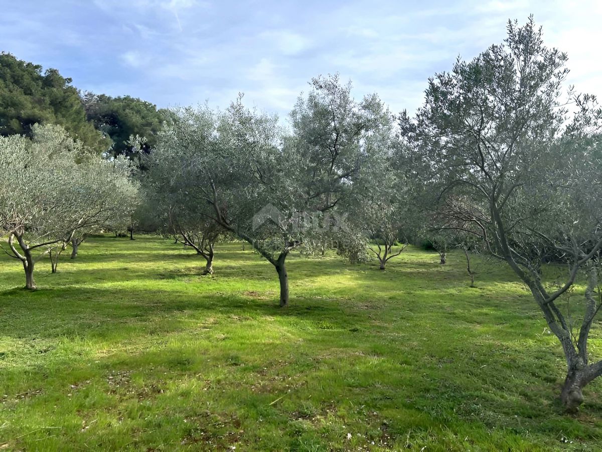 LUSSINO, MALI LOŠINJ - Uliveto a 400 metri dal mare