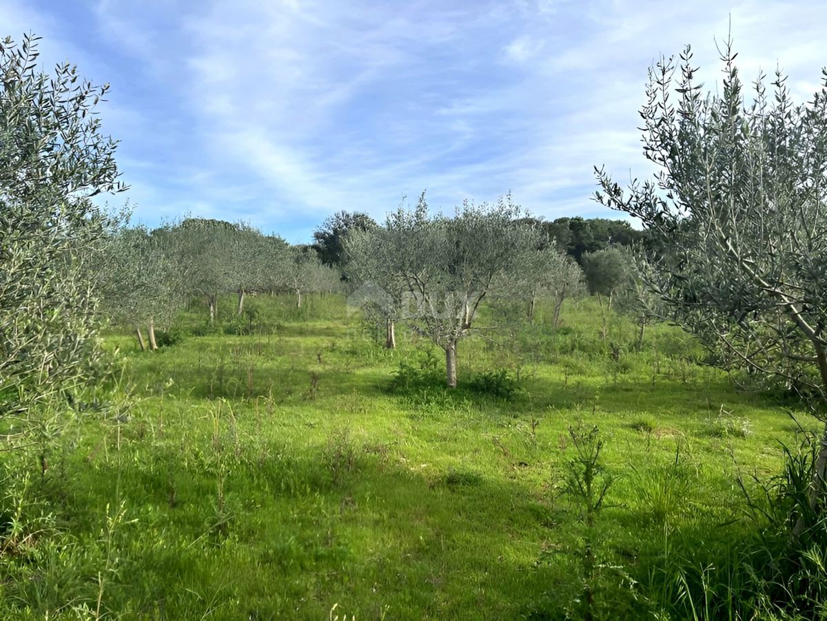 LUSSINO, MALI LOŠINJ - Uliveto a 400 metri dal mare