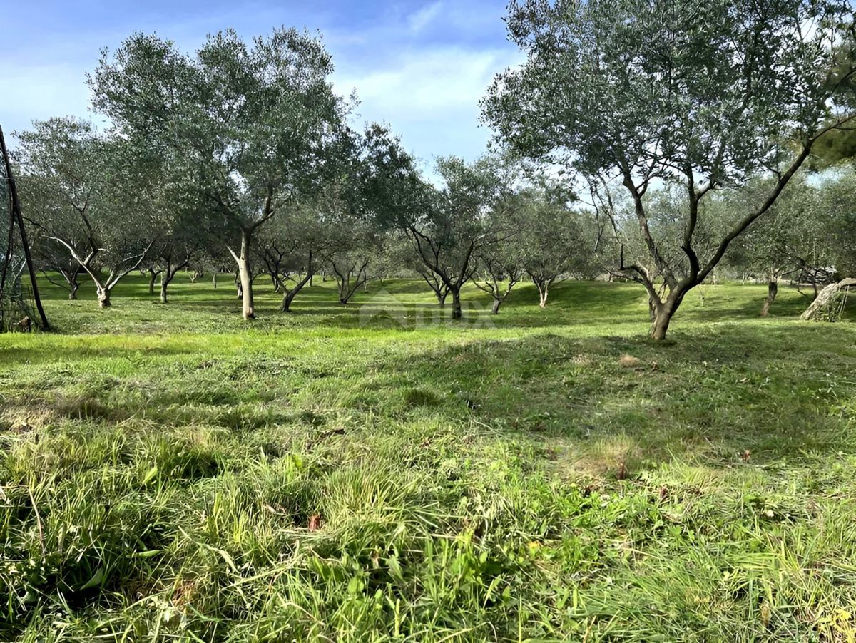 LUSSINO, MALI LOŠINJ - Uliveto a 400 metri dal mare