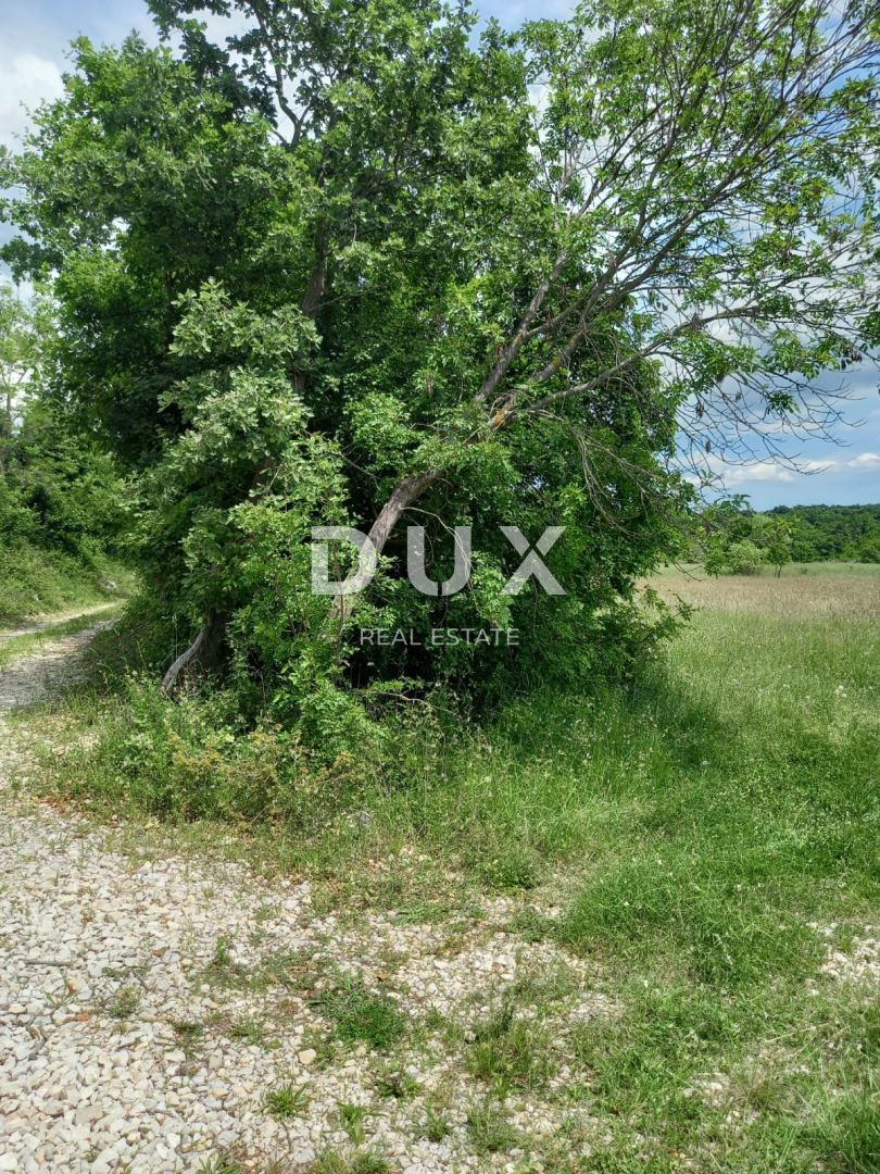 ISTRIA, KANFANAR - Terreno agricolo curato, adatto alla coltivazione di viti e ulivi