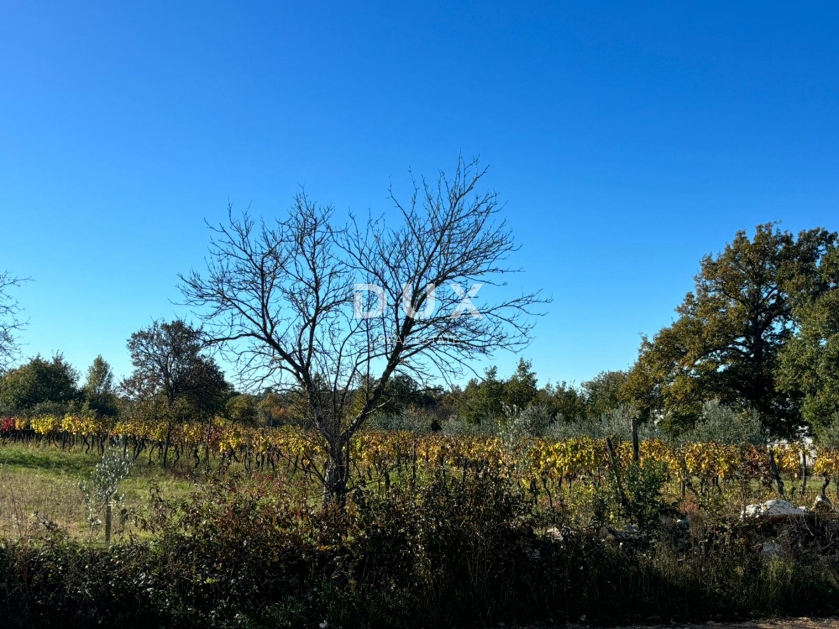 ISTRIA, ŽMINJ - Nuova casa mediterranea con vista sui vigneti in un complesso privato!