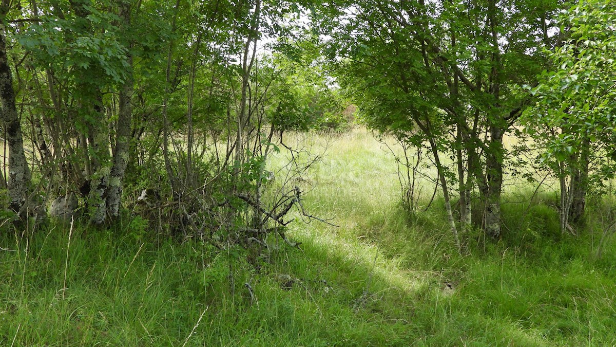 MATULJI, RUPA, LIPA - terreno edificabile di 5021m2 per un corridoio