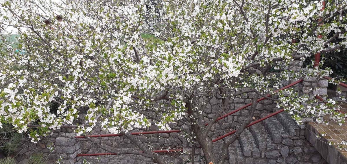 SMOKVICA - casa con 4 appartamenti, seconda fila al mare (50m), garage doppio 