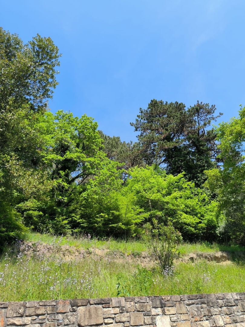 ISTRIA, MOTOVUN - Una fiaba di pietra nella natura! RARITÀ!