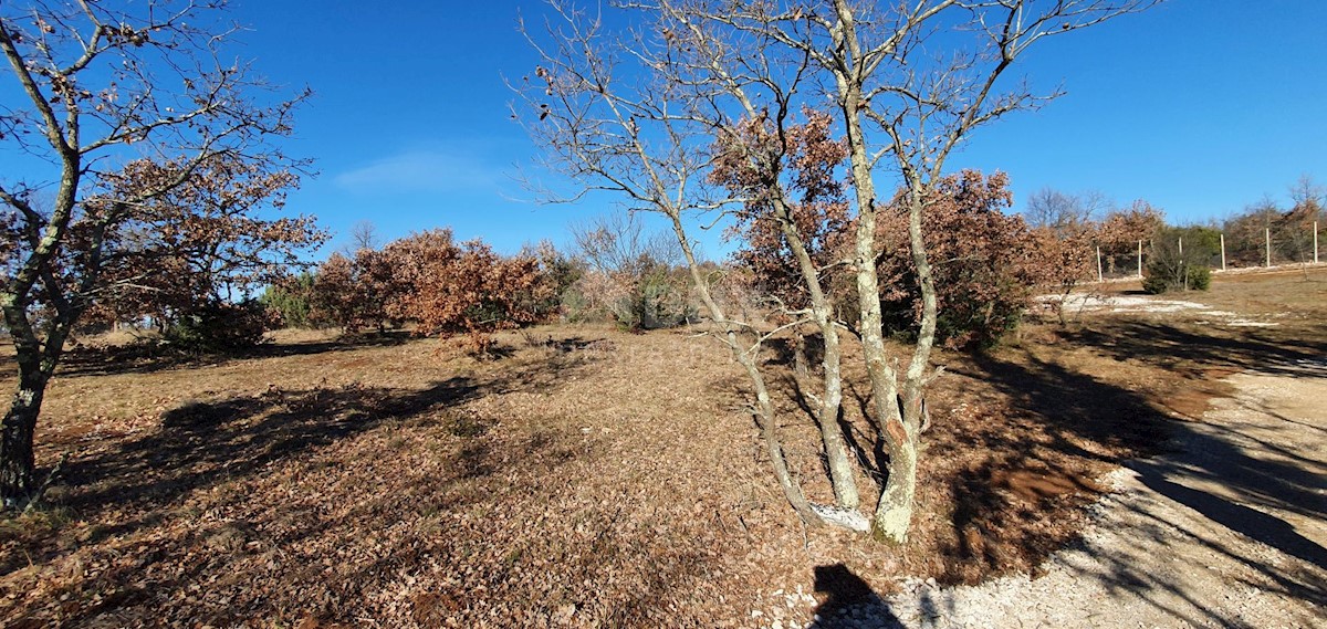 Terreno Smoljanci, Svetvinčenat, 27.000m2