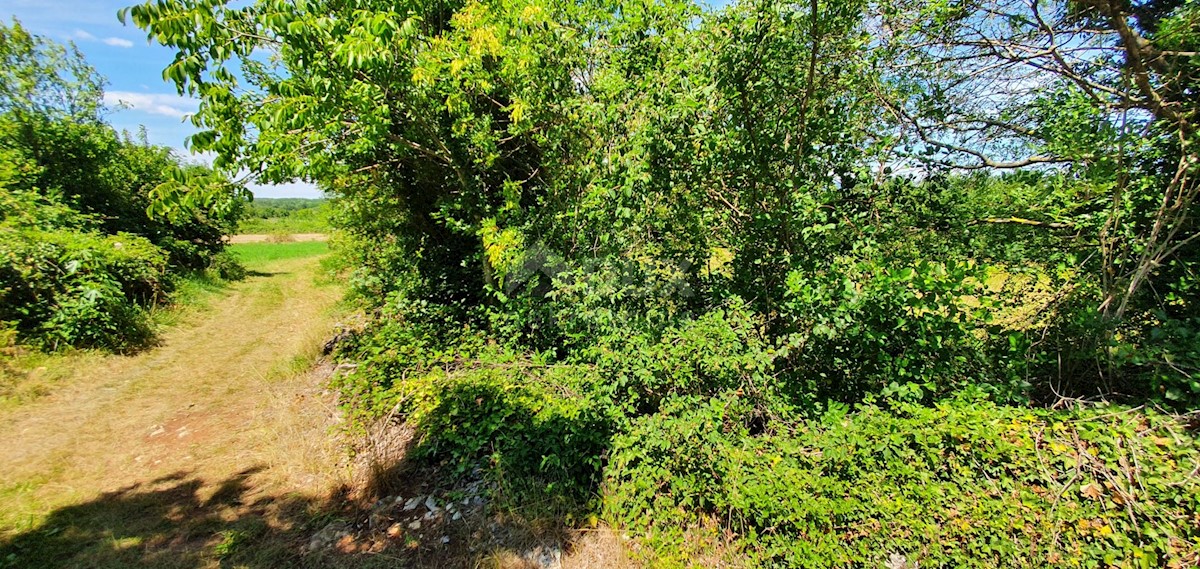 Terreno Nedešćina, Sveta Nedelja, 2.629m2