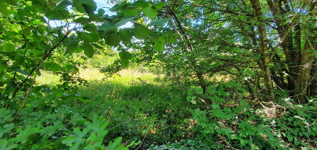 Terreno Nedešćina, Sveta Nedelja, 2.629m2
