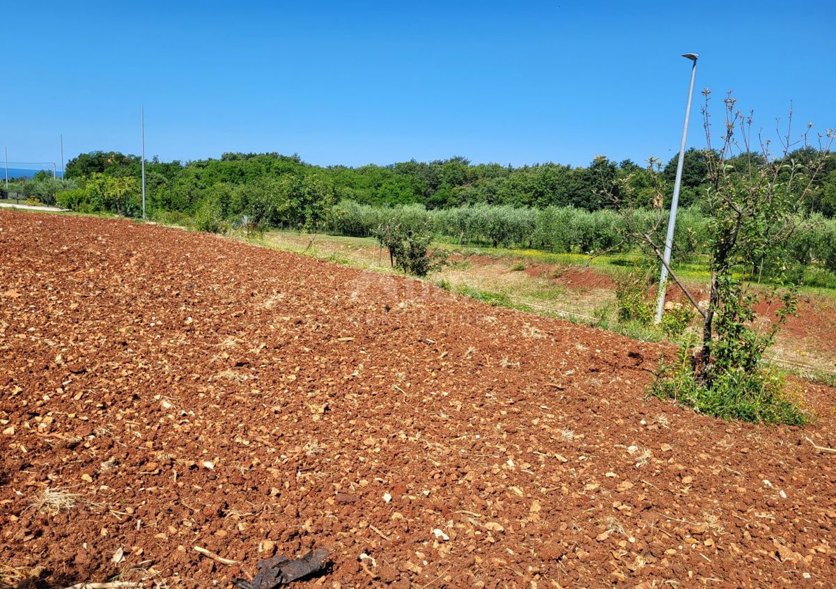 ISTRIA, CITTANOVA - Terreni edificabili e agricoli