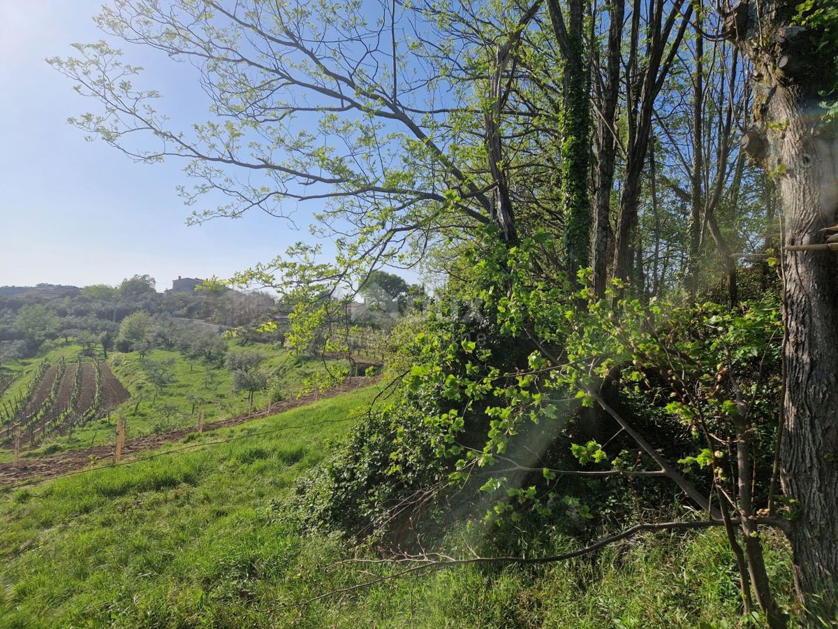 ISTRIA, CEROVLJE - Imponente terreno edificabile con ulivi