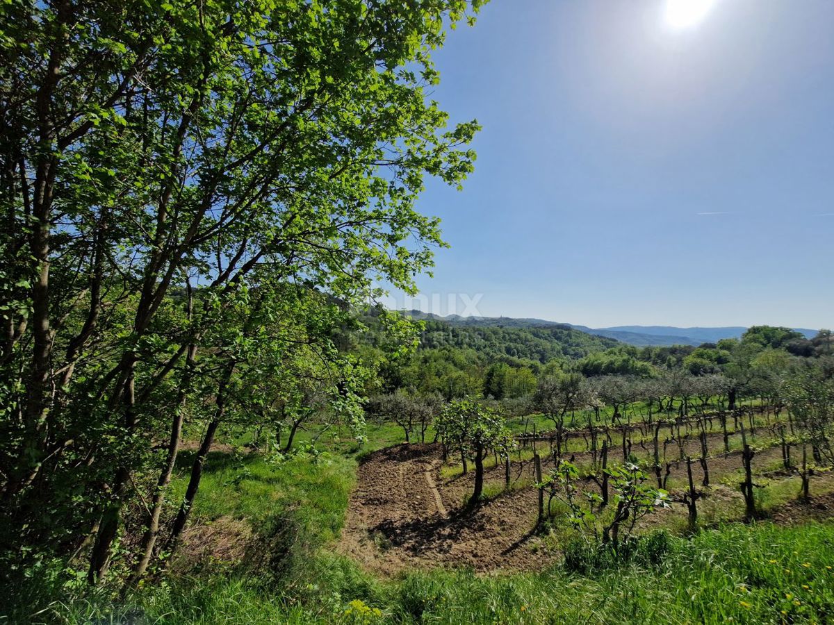 ISTRIA, CEROVLJE - Imponente terreno edificabile con ulivi