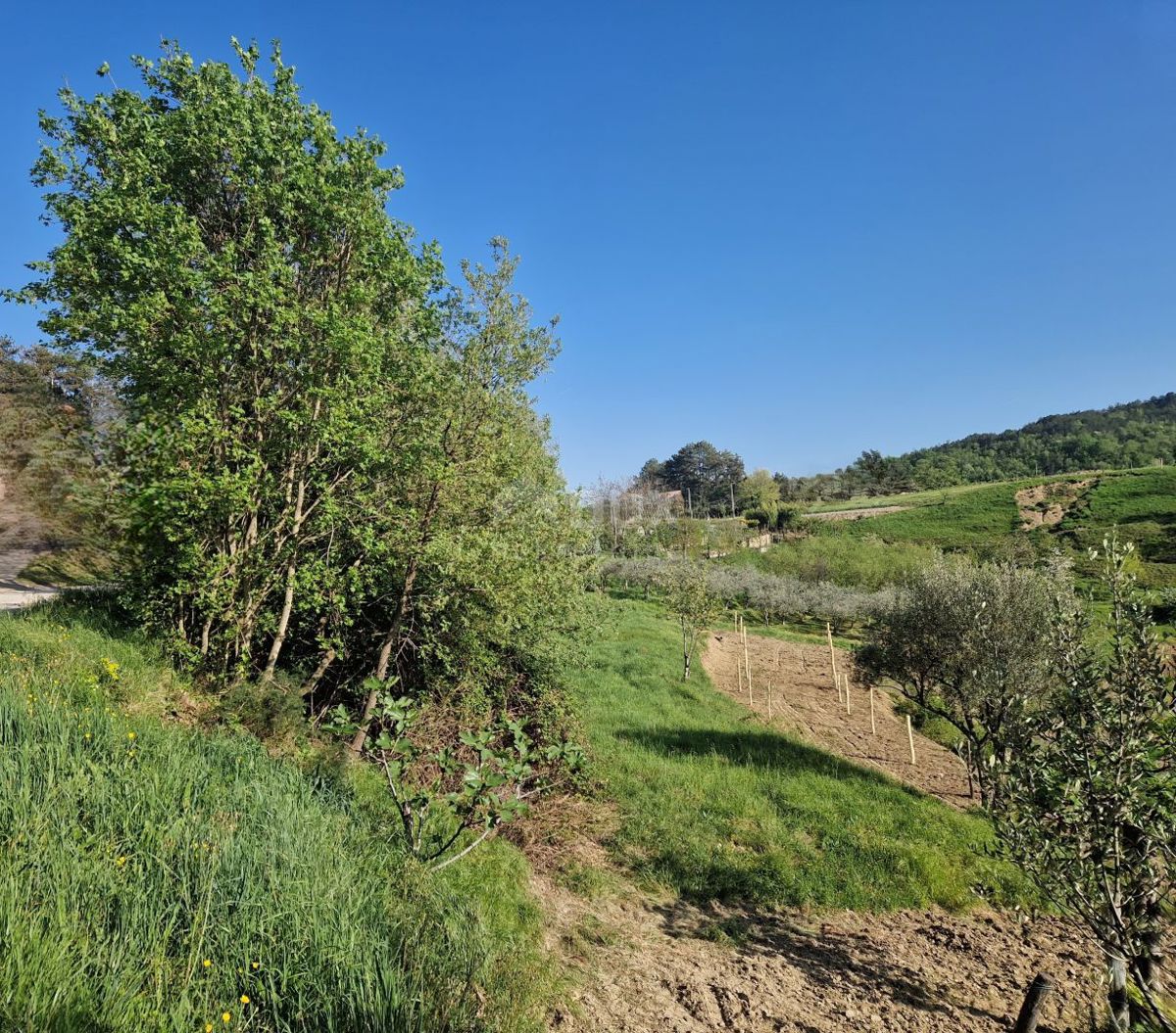 ISTRIA, CEROVLJE - Imponente terreno edificabile con ulivi