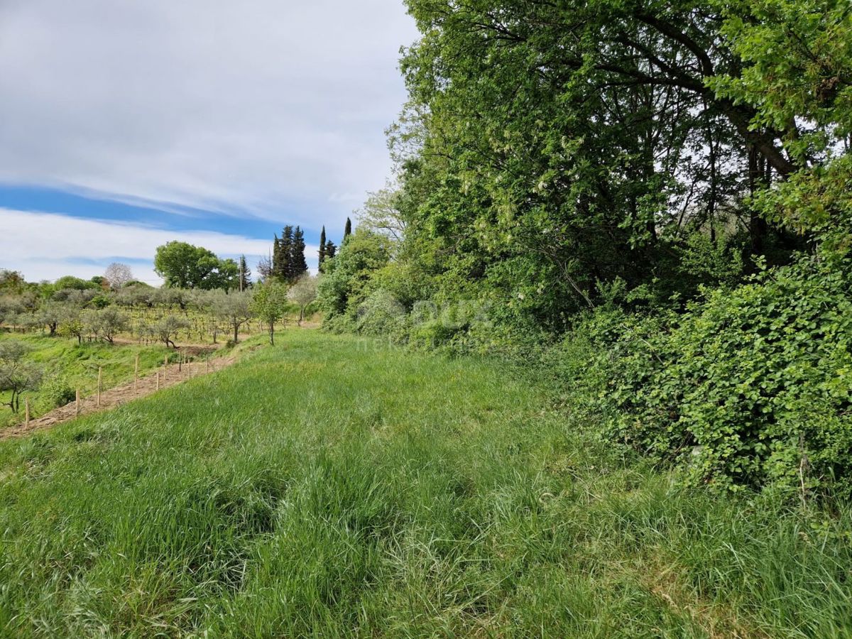 ISTRIA, CEROVLJE - Imponente terreno edificabile con ulivi