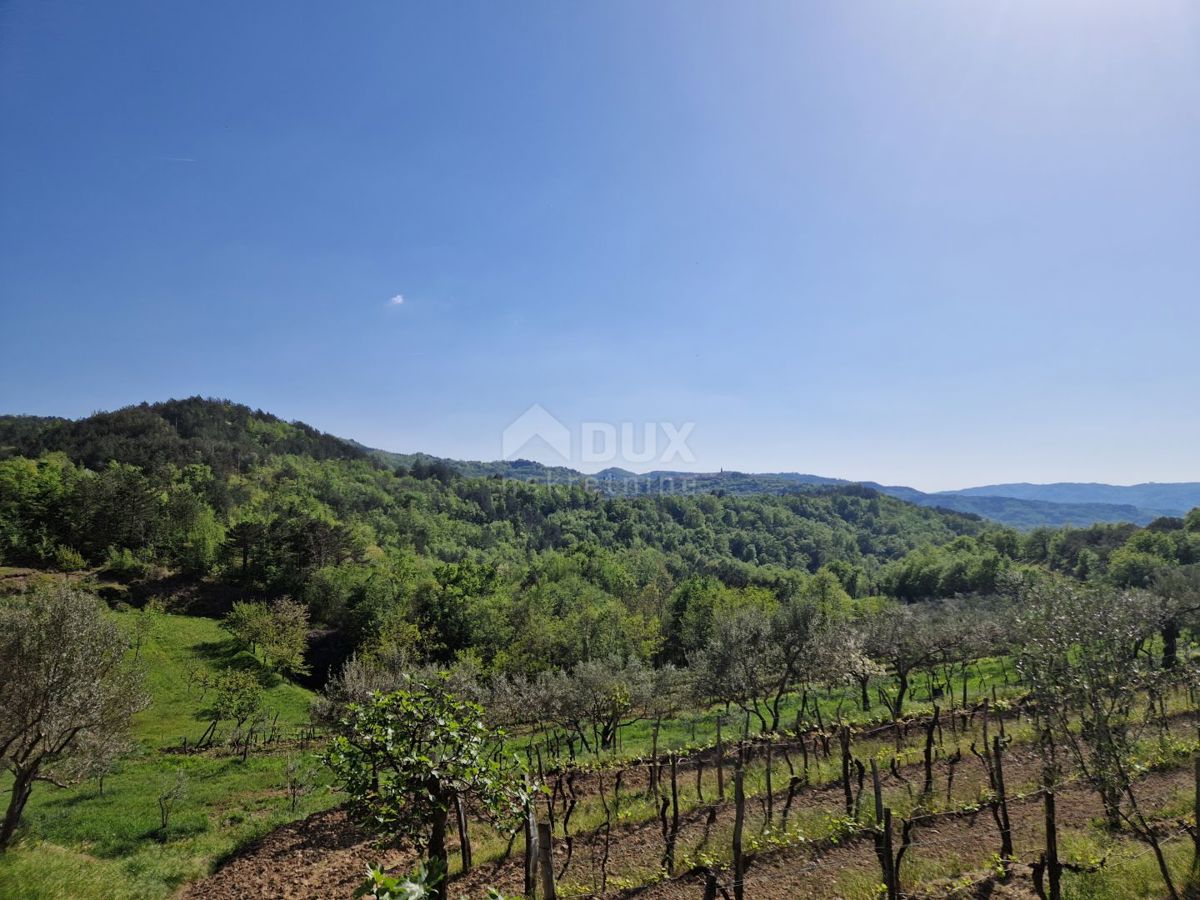 ISTRIA, CEROVLJE - Imponente terreno edificabile con ulivi