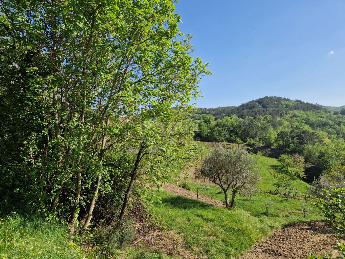 ISTRIA, CEROVLJE - Imponente terreno edificabile con ulivi