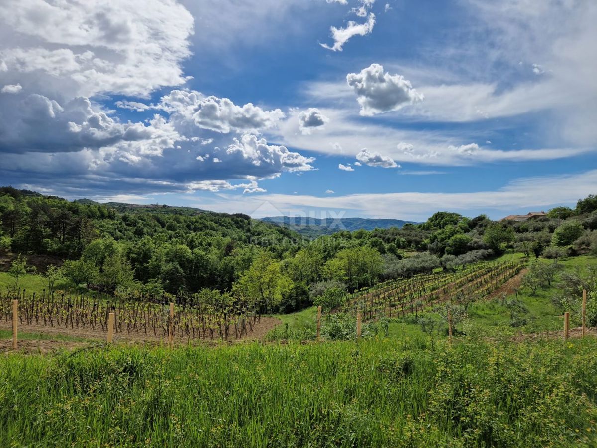 ISTRIA, CEROVLJE - Imponente terreno edificabile con ulivi