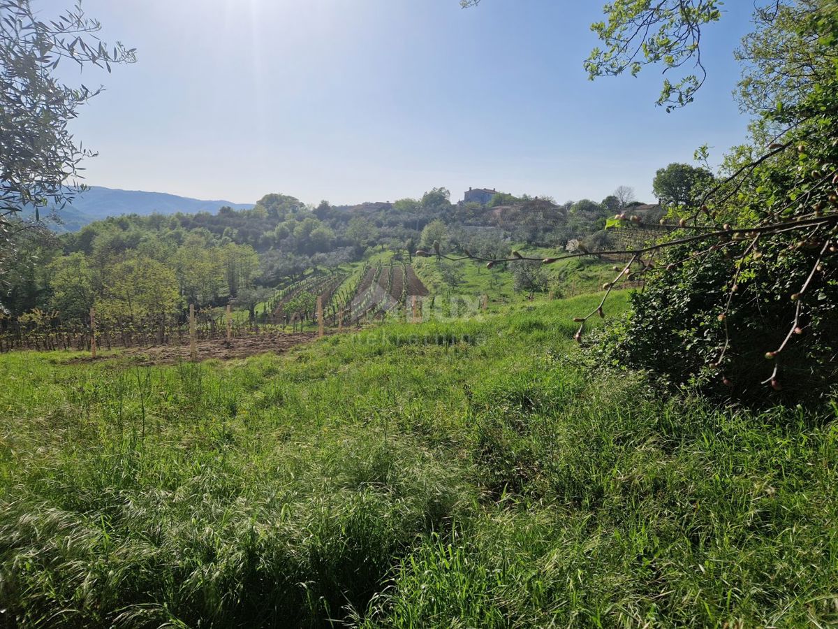 ISTRIA, CEROVLJE - Imponente terreno edificabile con ulivi