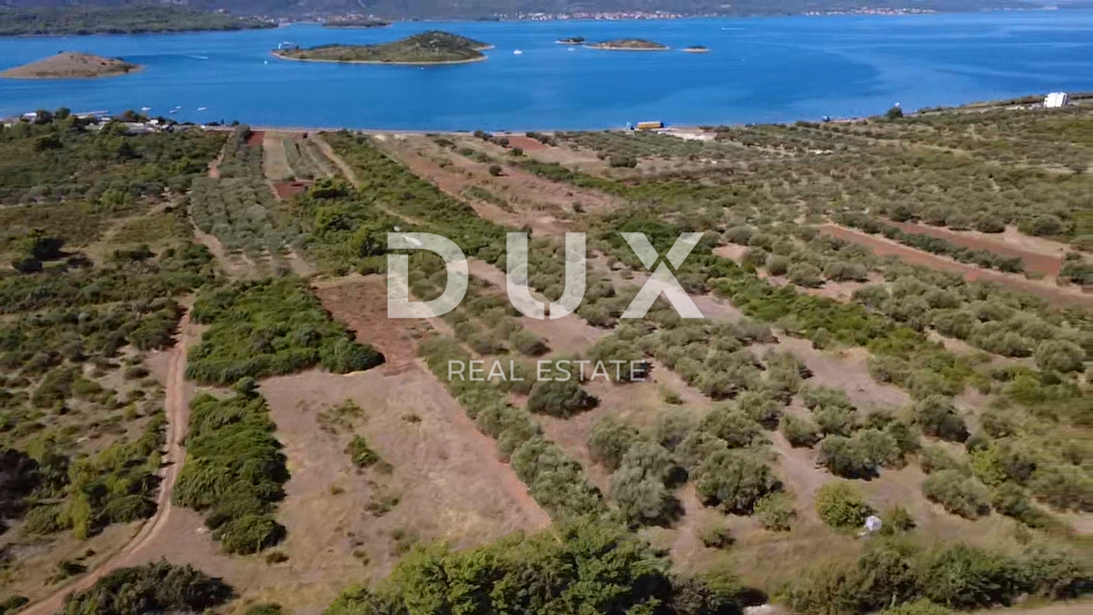 ZADAR, TURANJ - Uliveto con 55 ulivi - 3143m²