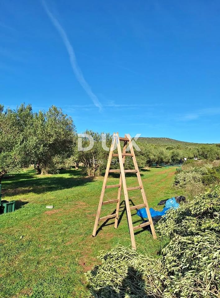 ZADAR, TURANJ - Uliveto con 55 ulivi - 3143m²
