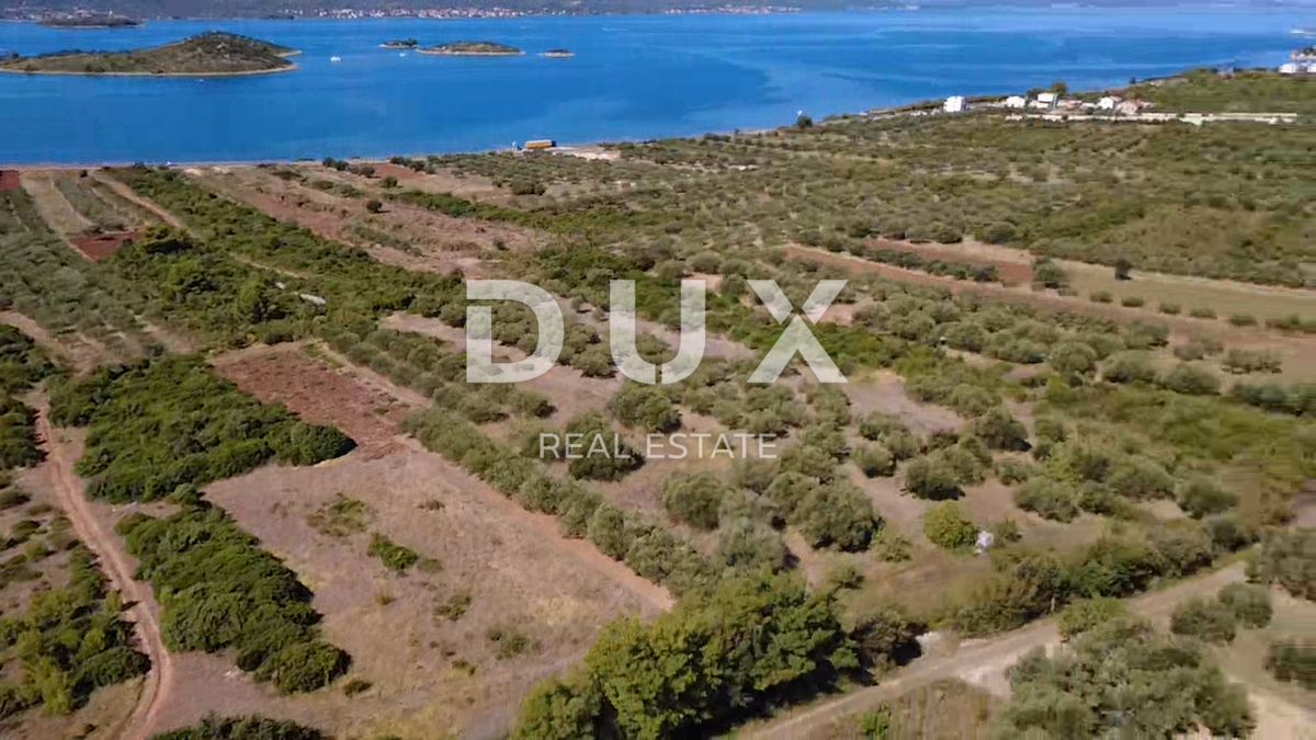 ZADAR, TURANJ - Uliveto con 55 ulivi - 3143m²