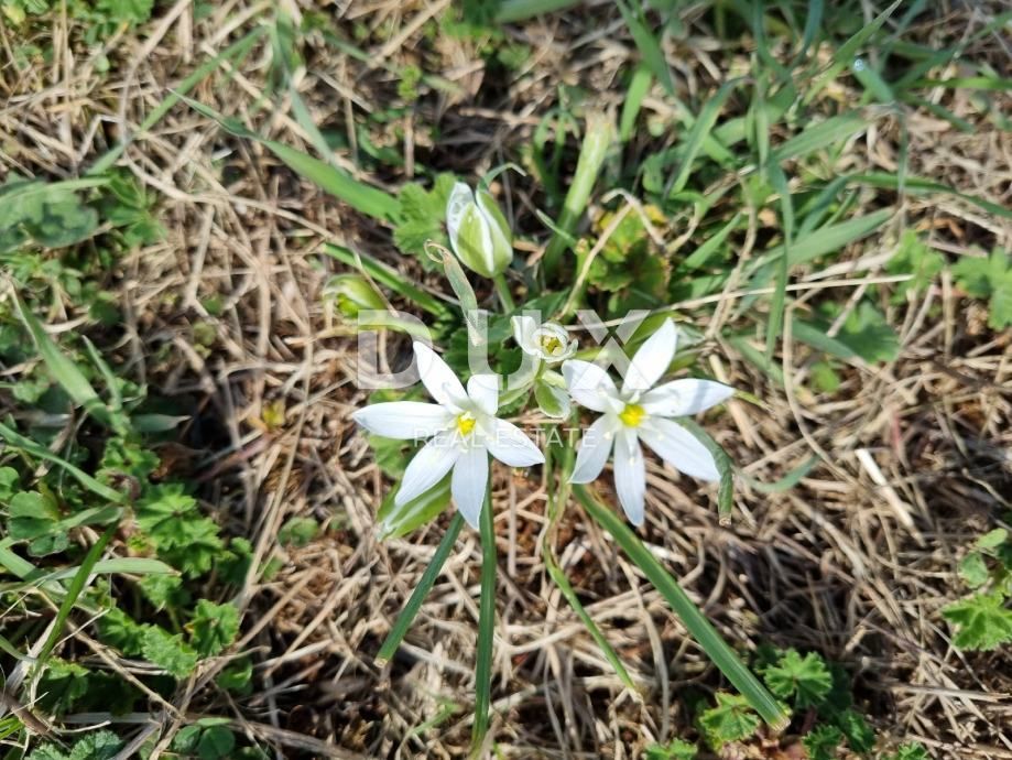 ISTRIA, POLA - Terreno edificabile a Štinjan 890 m2