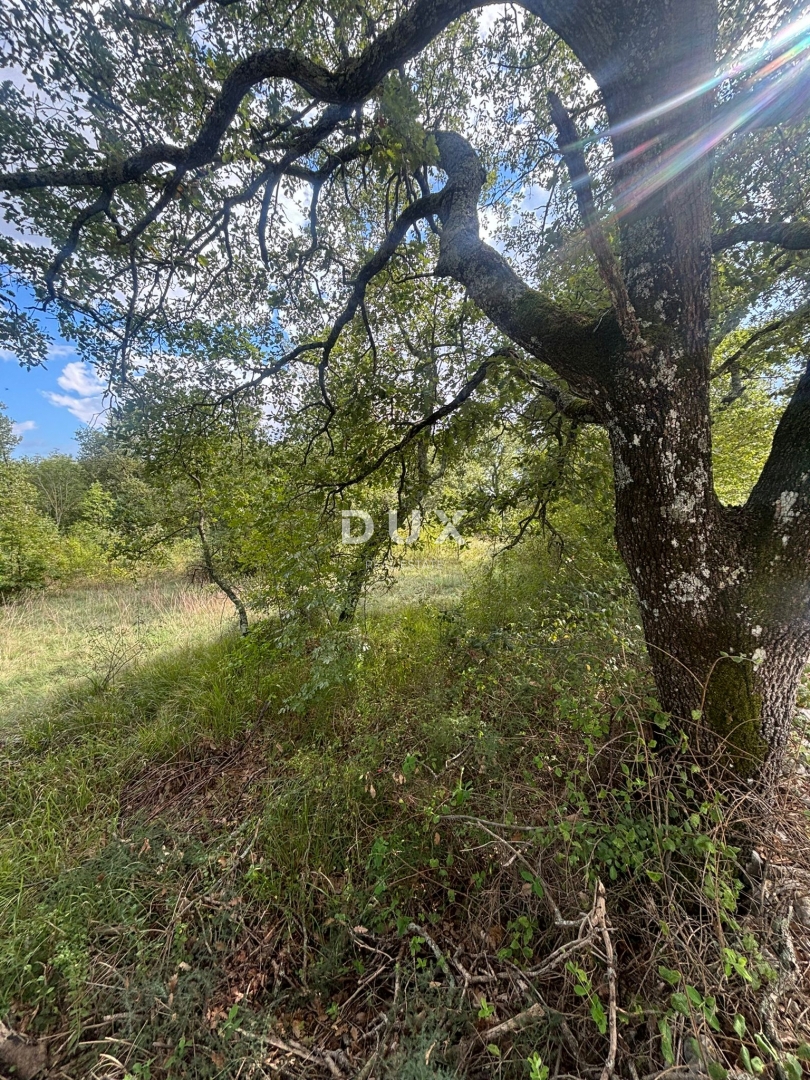 ISTRIA, PARENZO (BADERNA) - Terreno per una villa con tanta privacy e verde! 800 m2 di terreno edificabile e 7034 m2 di terreno agricolo!