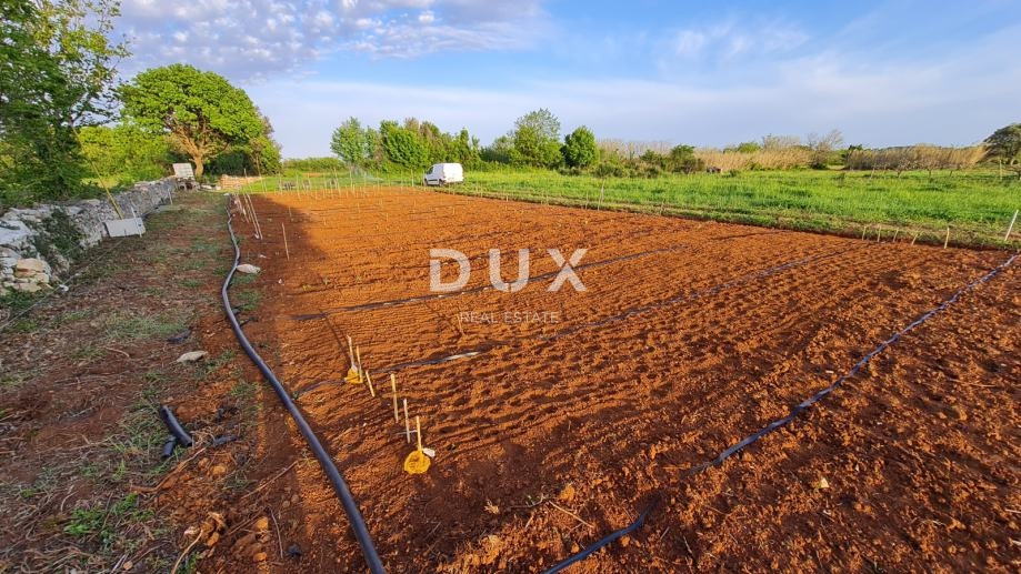 ISTRIA, POLA - Terreno agricolo 3700 m2