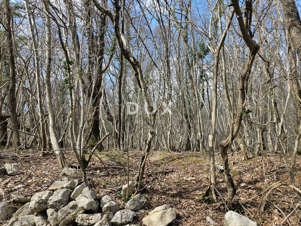 ISOLA DI KRK, GOSTINJAC - Foresta di 6201 m2, accesso da strada asfaltata