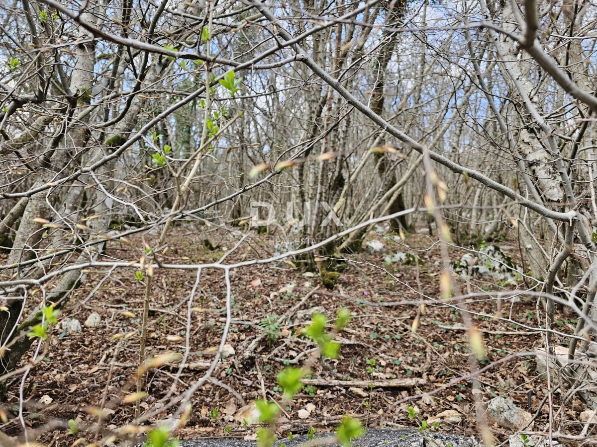 ISOLA DI KRK, GOSTINJAC - Foresta di 6201 m2, accesso da strada asfaltata