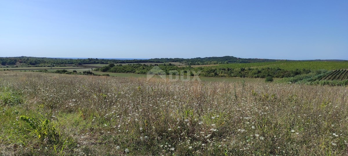 ISTRIA, BUJE - Terreno agricolo di 14.255 m2 con vista mare!