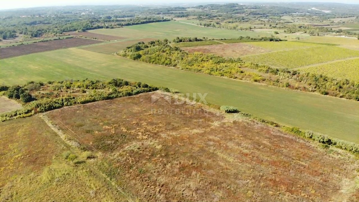 ISTRIA, BUJE - Terreno agricolo di 14.255 m2 con vista mare!