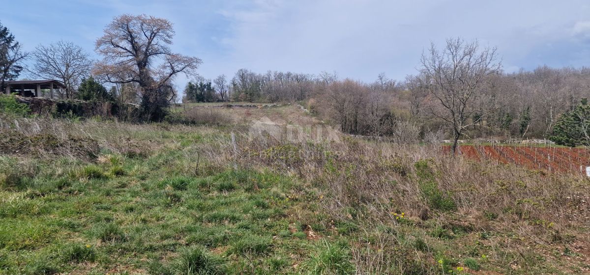 ISTRIA, TINJAN - Terreno edificabile di 2706 m2