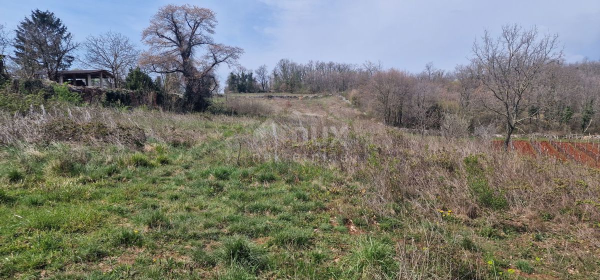 ISTRIA, TINJAN - Terreno edificabile di 2706 m2