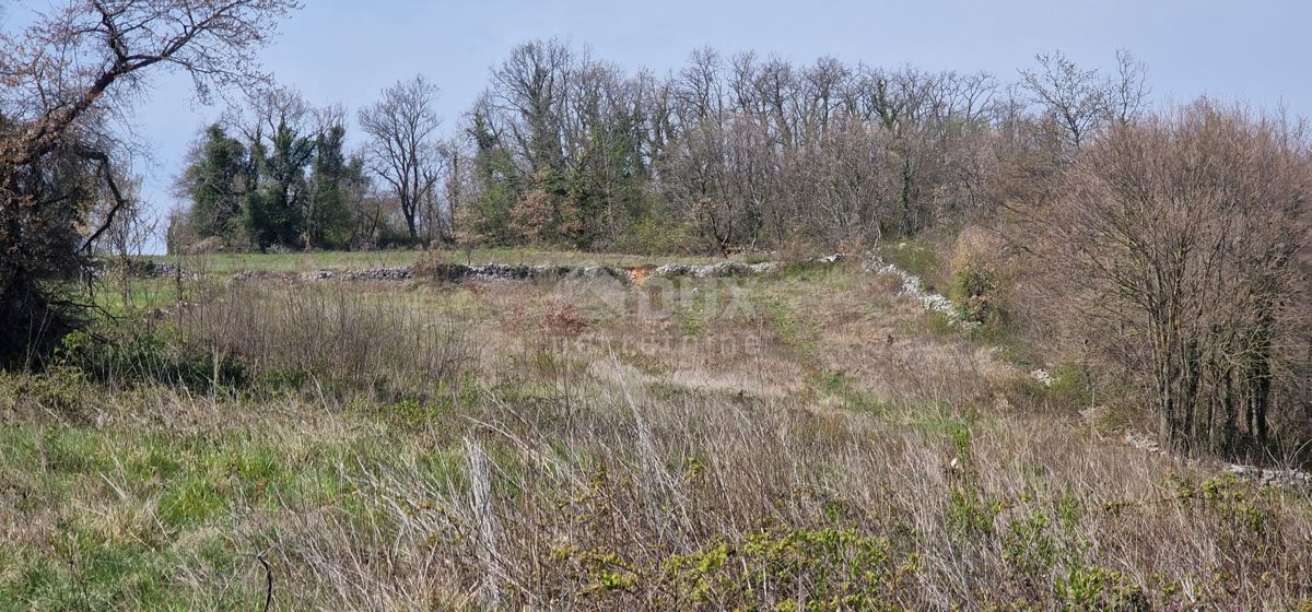 ISTRIA, TINJAN - Terreno edificabile di 2706 m2