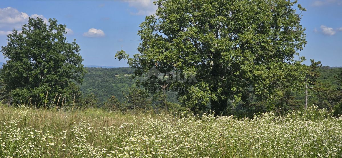 ISTRIA, TINJAN - Terreno edificabile adatto per un insediamento di 6 ville