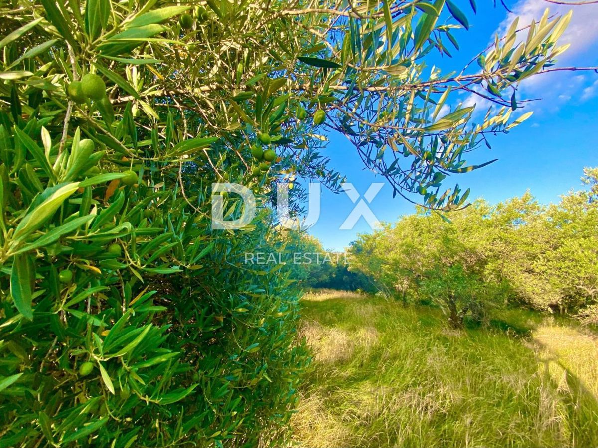 ISTRIA, DRAGUĆ - due case + 3.265 m2 di terreno edificabile con 6 case progettate! OPPORTUNITÀ!