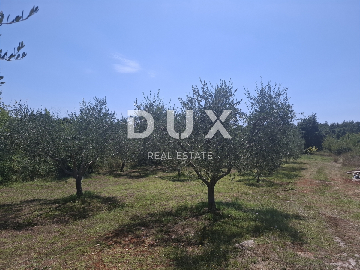 ISTRIA, FILIPPINE - terreno edificabile