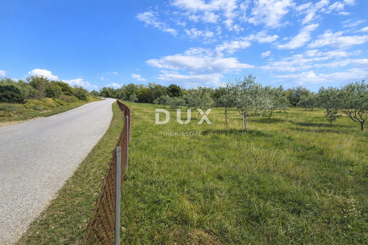 ISTRIA, VODNJAN - Un uliveto autentico con un'anima