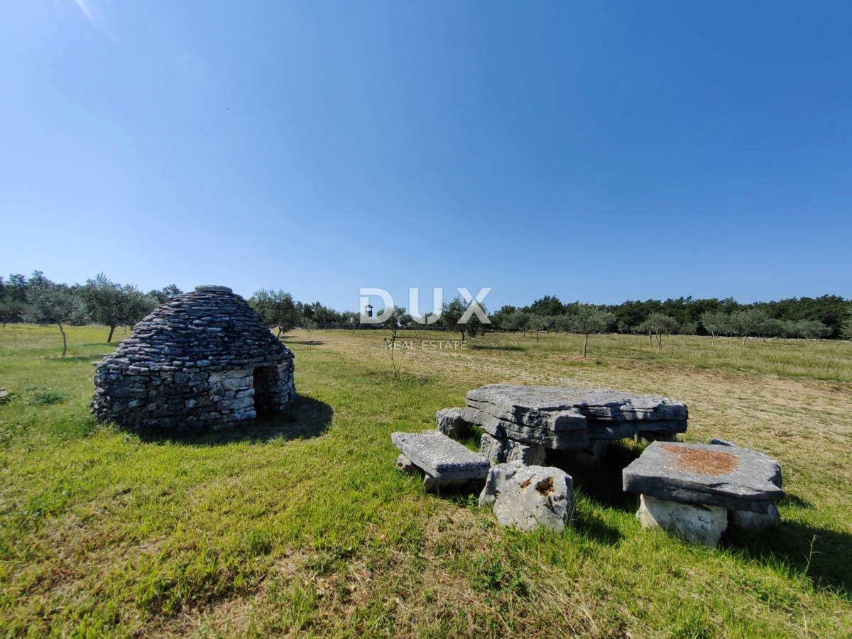 ISTRIA, VODNJAN - Un uliveto autentico con un'anima