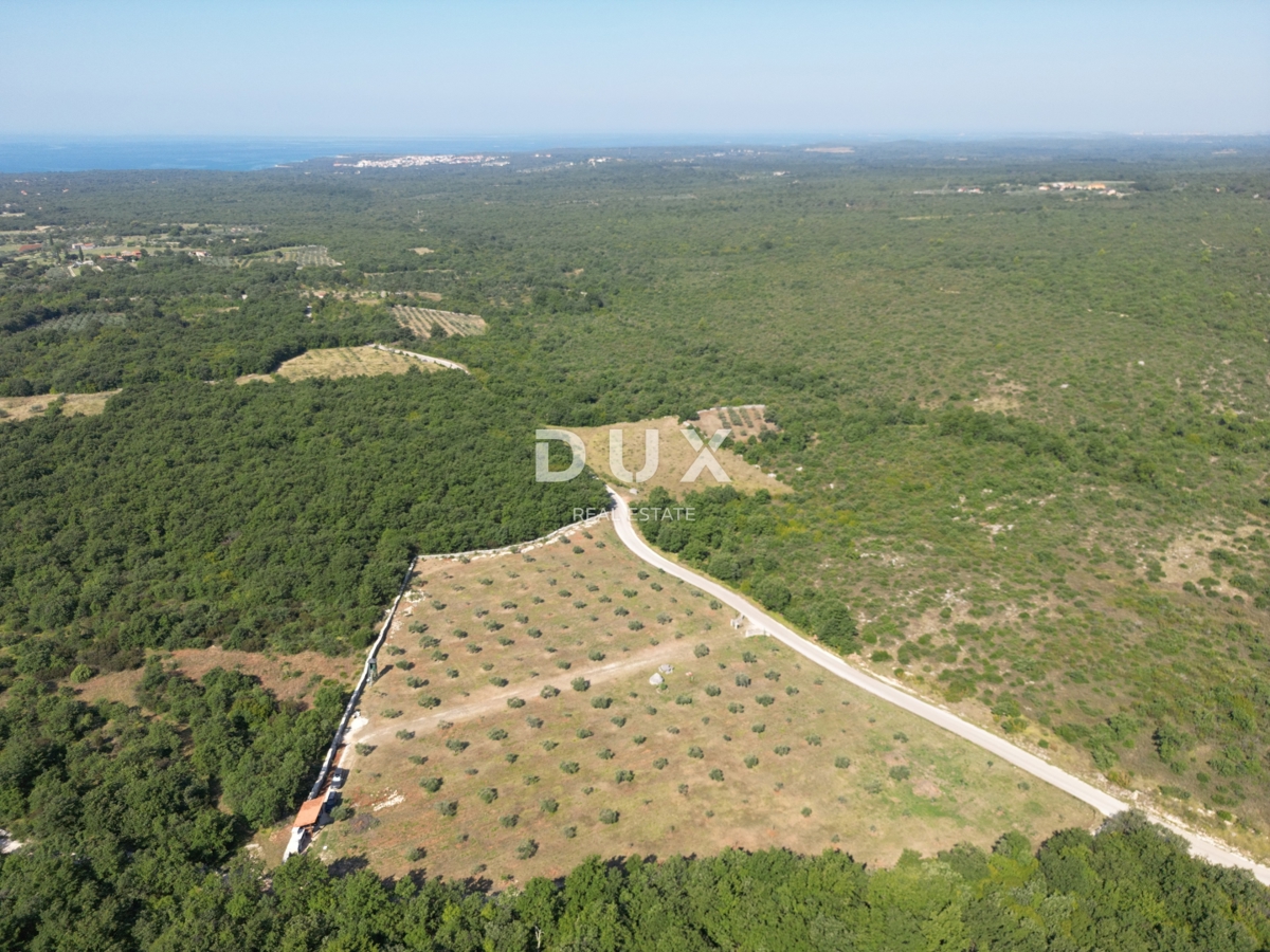 ISTRIA, VODNJAN - Un uliveto autentico con un'anima