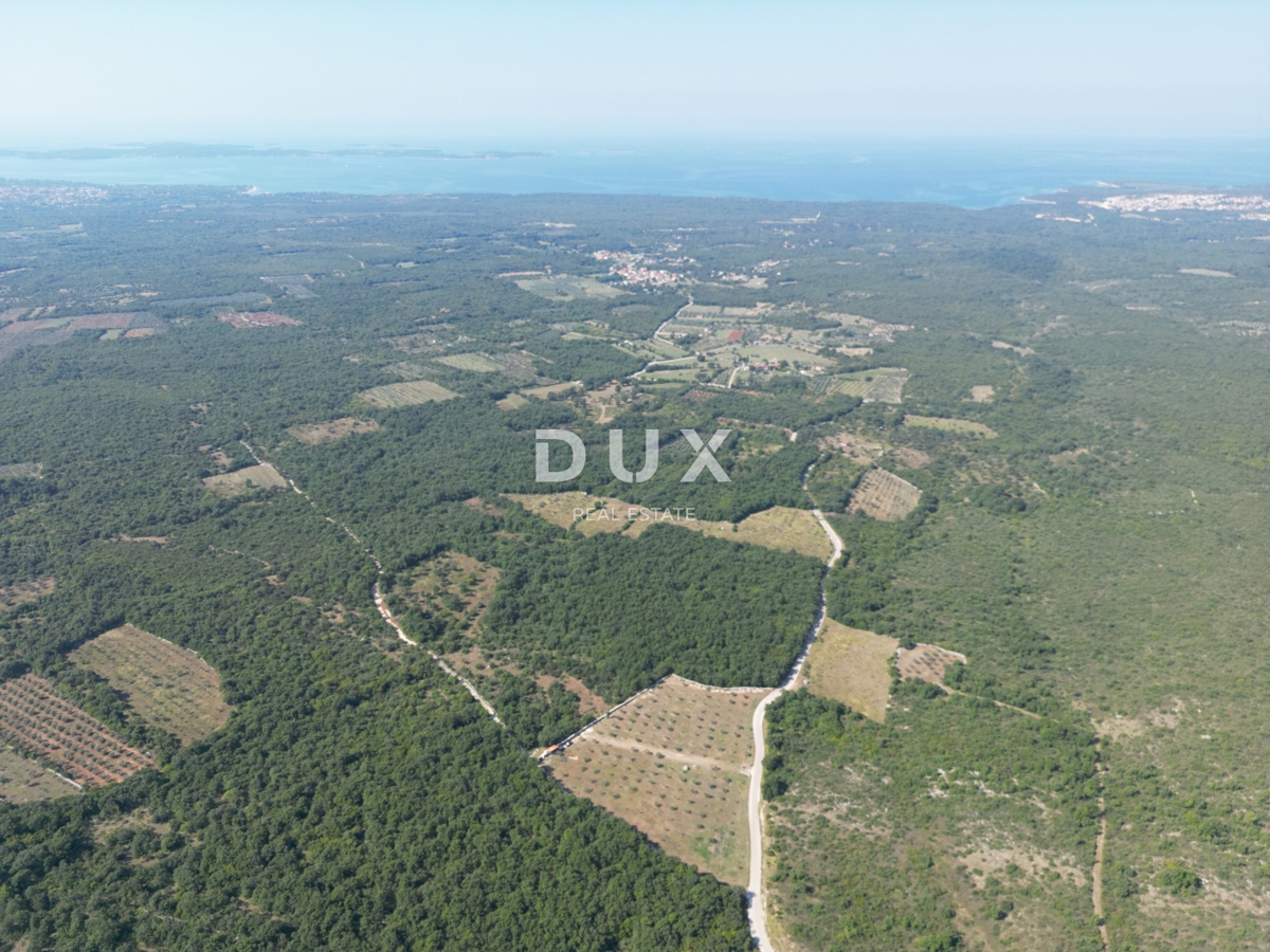 ISTRIA, VODNJAN - Un uliveto autentico con un'anima