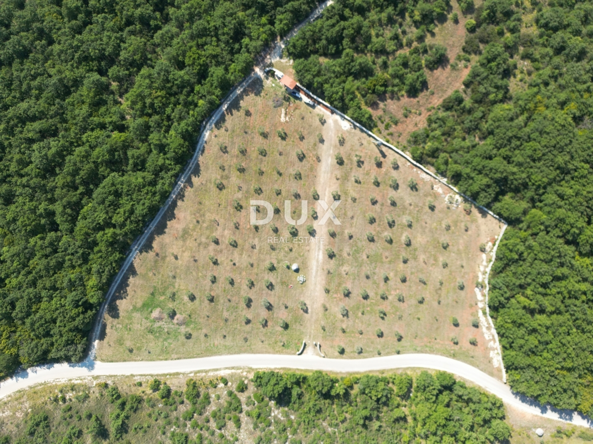 ISTRIA, VODNJAN - Un uliveto autentico con un'anima