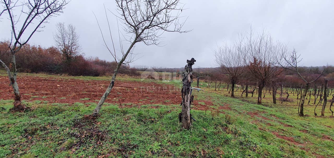 Terreno Sveti Ivan, Višnjan, 2.200m2