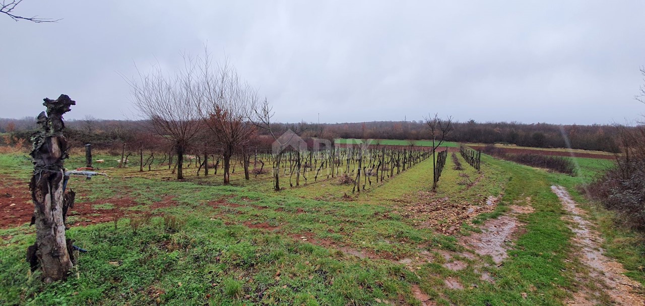 Terreno Sveti Ivan, Višnjan, 2.200m2
