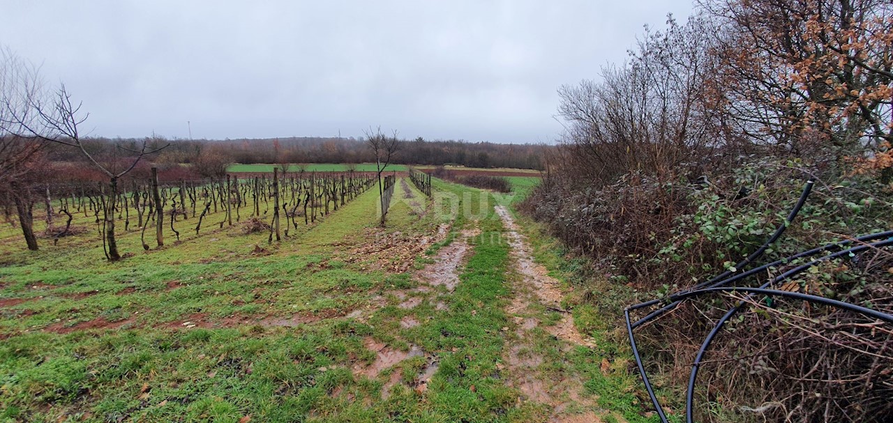 Terreno Sveti Ivan, Višnjan, 2.200m2