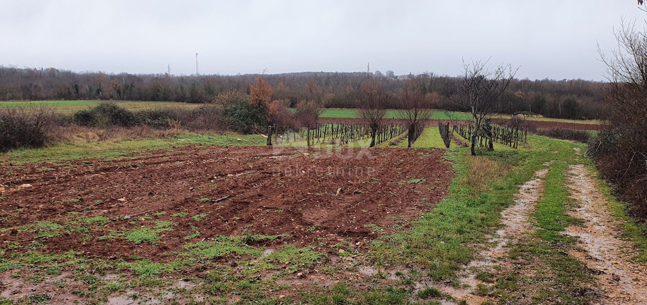 Terreno Sveti Ivan, Višnjan, 2.200m2