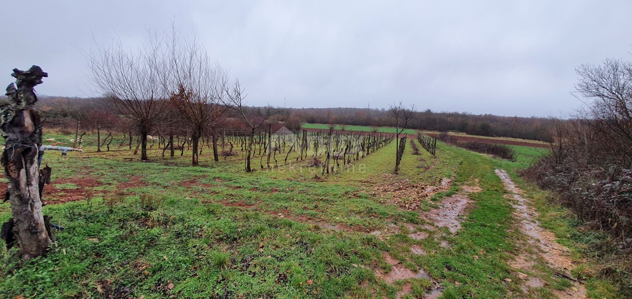 Terreno Sveti Ivan, Višnjan, 2.200m2
