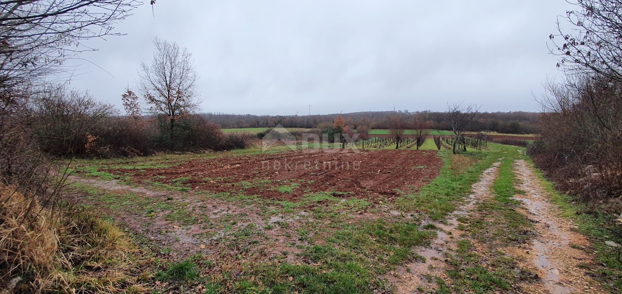 Terreno Sveti Ivan, Višnjan, 2.200m2