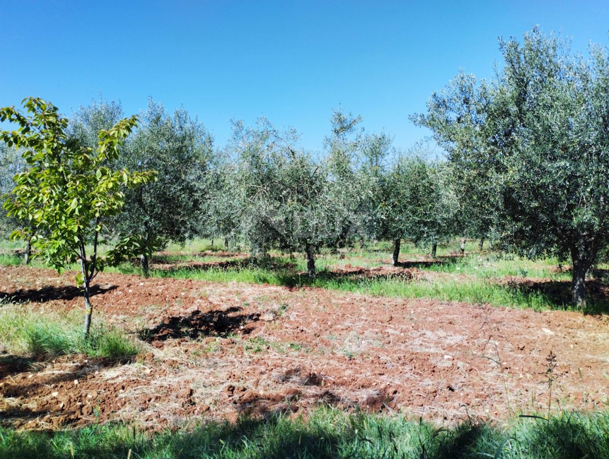 Terreno Vižinada, 2.800m2